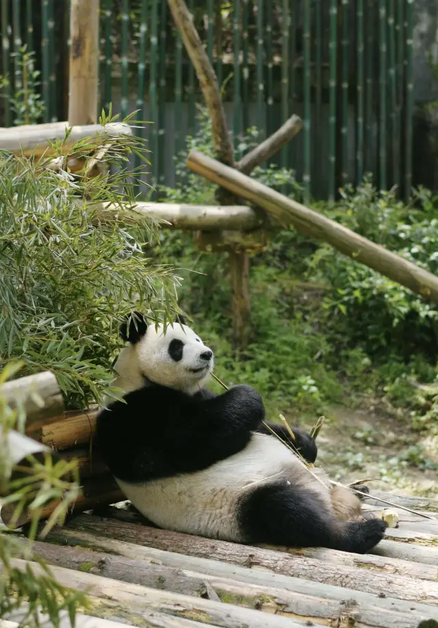 全中國最特別的動物園｜南京紅山森林動物園