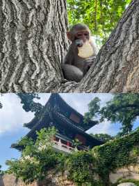 「花果山」我與猴哥有個約會