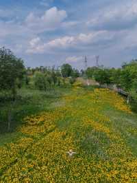 騎行尋寶！成都玉石濕地公園，邂逅超大規模花海