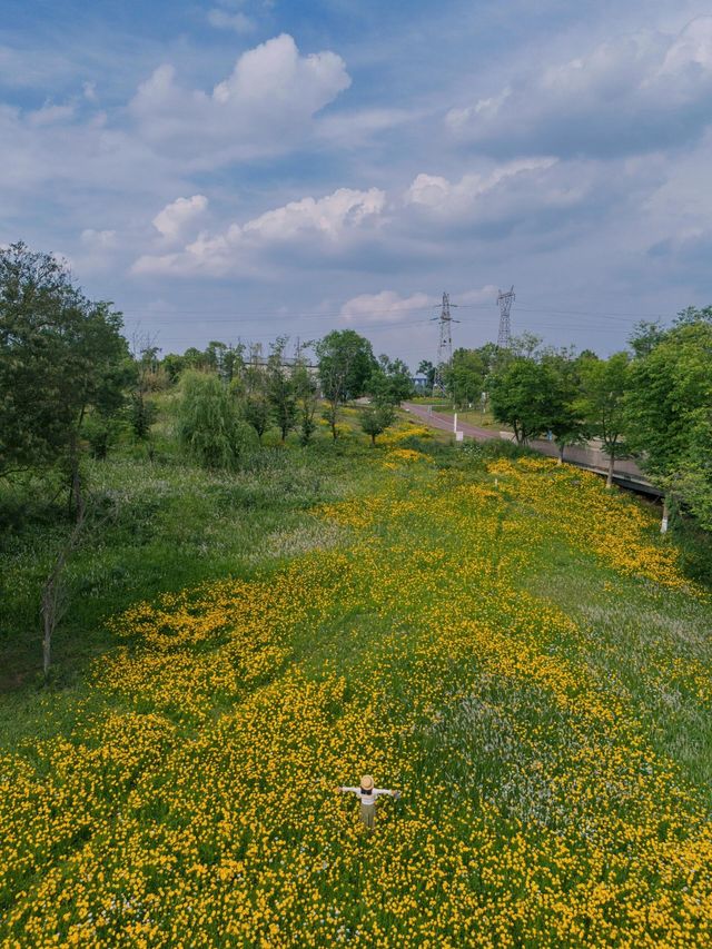 騎行尋寶！成都玉石濕地公園，邂逅超大規模花海