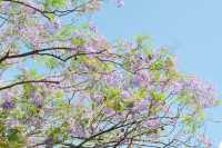 這抹藍紫色，你拍了嗎