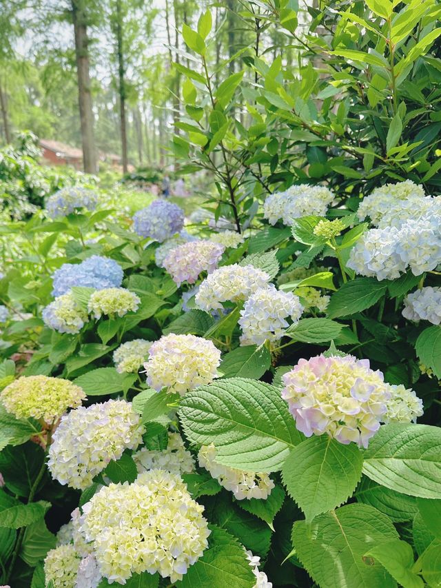 報告！武漢植物園的繡球花已經開好啦！