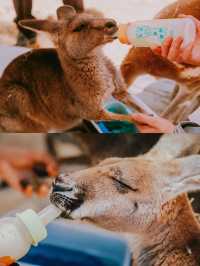 南澳大利亞旅遊｜和可愛的野生動物們say hi