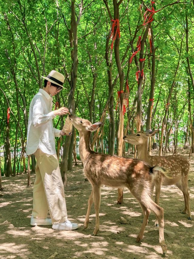 南京1h，我找到了夏日避暑的魔法森林