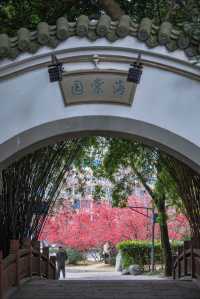 成都地鐵直達免費公園！海棠花已到最佳賞期