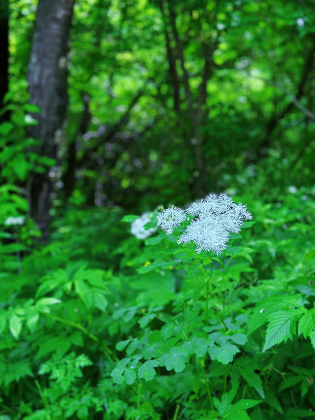 哈爾濱金龍山|夏天一起擱山裡吸氧吧