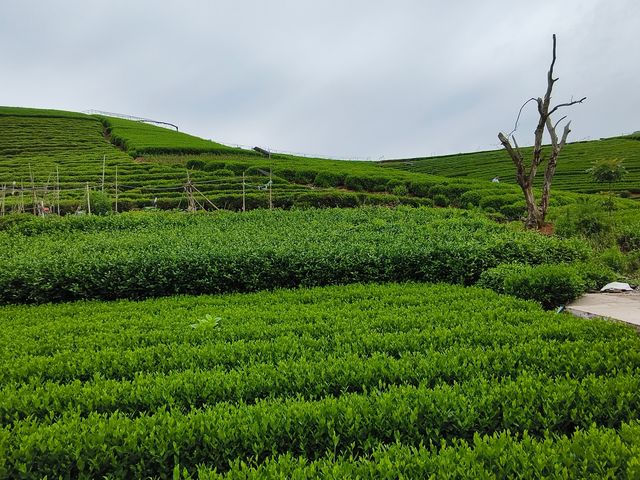 杭州龍坞茶村，一個悠然自得的地方
