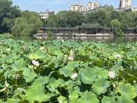 夏日荷花別樣紅，相約在永康香樟公園看荷