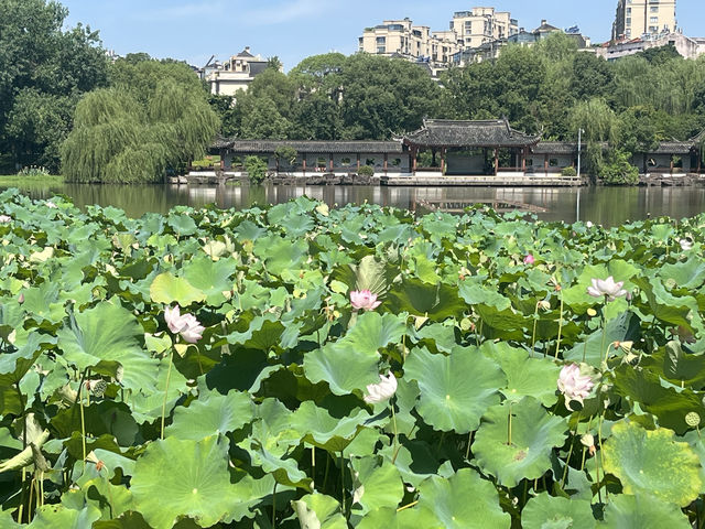 夏日荷花別樣紅，相約在永康香樟公園看荷