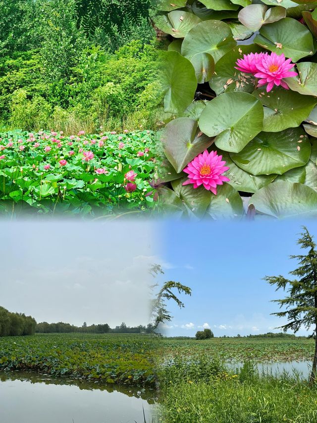江蘇寶藏旅遊地——宿遷市泗洪縣洪澤湖濕地公園，你可不能錯