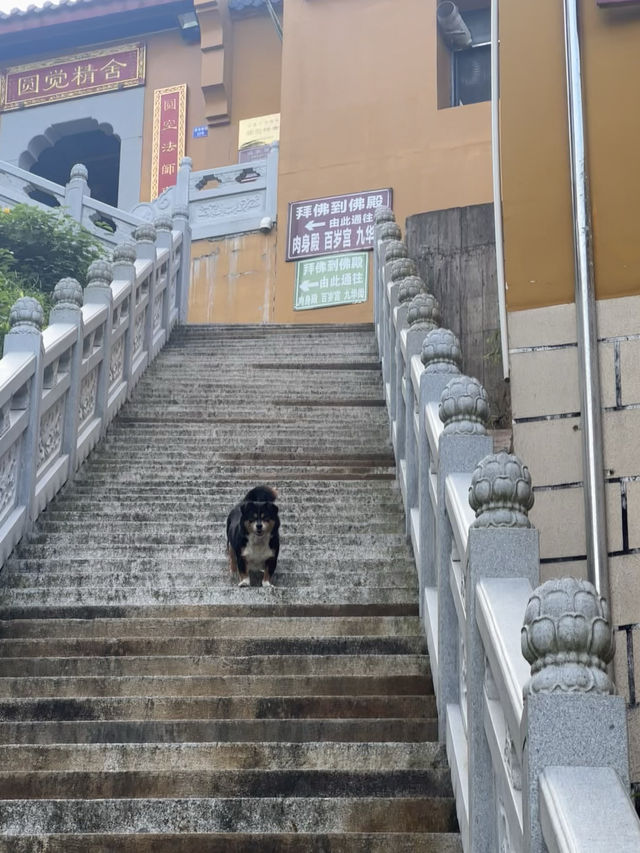 九華山千萬別錯過這份祈福攻略