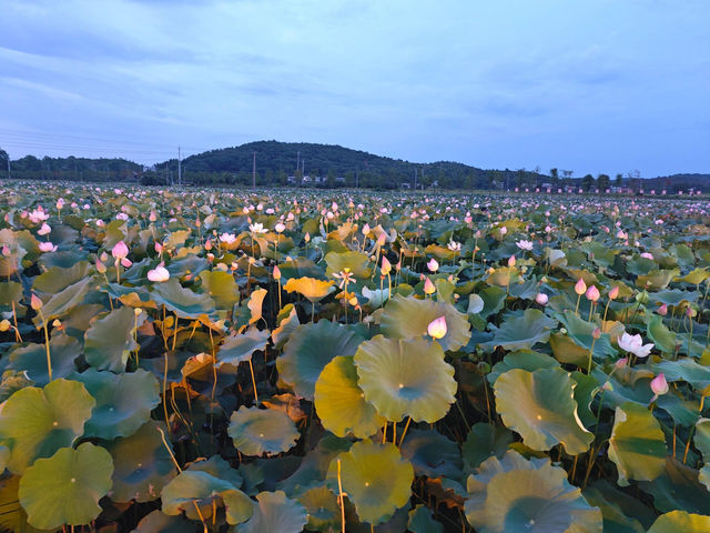常寧荷花里遊覽指南。