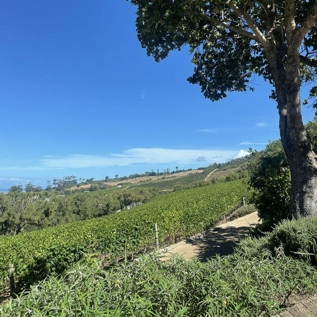 Cape Wine Estate 🍷🌿