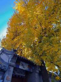 老舍沒騙我｜10.22實拍北平胡同賞秋遊。