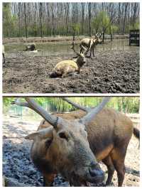 溱湖國家濕地公園景美必然珍稀動物爭先聚首。