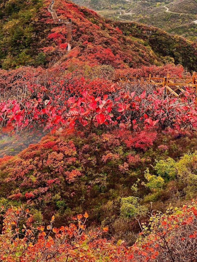 我被震撼了，滿山紅葉看得眼花繚亂。