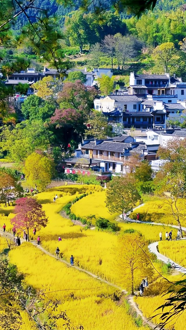 塔川秋色——賞秋必去的夢幻之地！