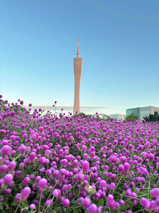 廣州旅遊｜不要錯過廣州塔下浪漫的紫色花海（實拍）。