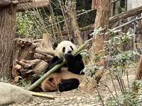Chengdu’s cutesy pandas