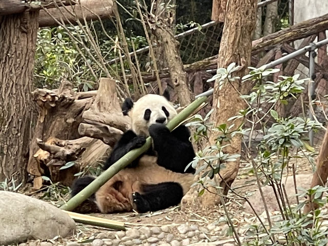 Chengdu’s cutesy pandas