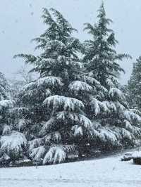 大連初雪絕美 勞動公園張張封神！
