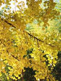 雲頂山寺賞銀杏攻略，周末出遊好去處。