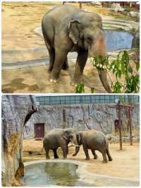 青島森林野生動物世界，萌獸大賞等你來撩。