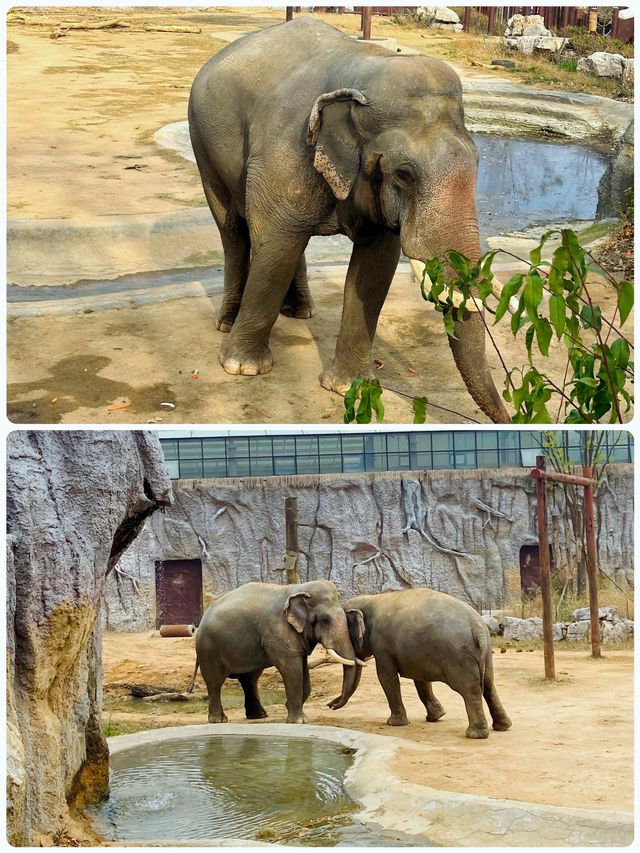 青島森林野生動物世界，萌獸大賞等你來撩。