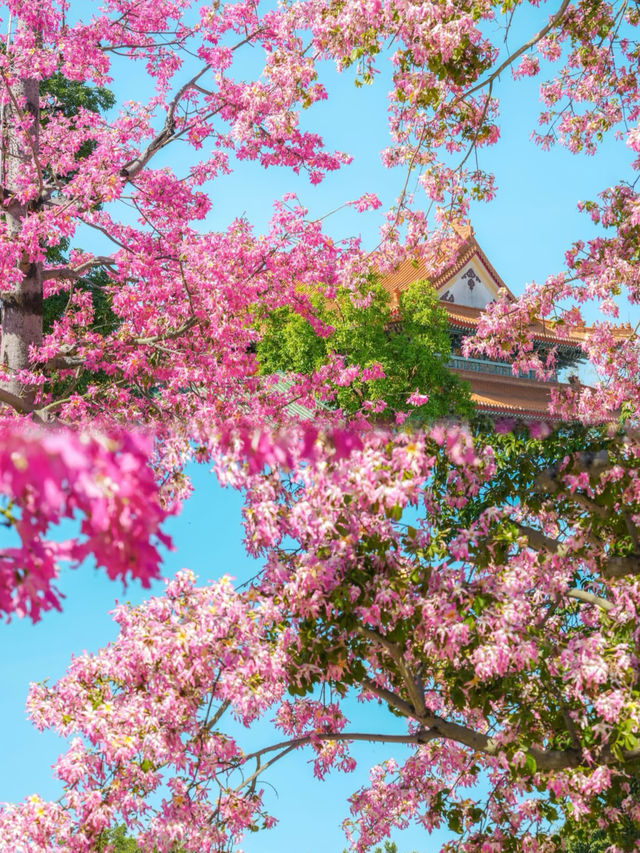 木棉花盛開！廣州「小天壇」太美了。
