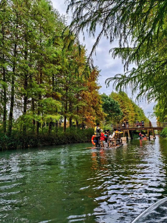 虎丘濕地公園探秘 | 水杉仙境究竟藏在哪？。