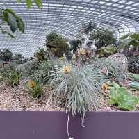 Explore the beauty of Flowers Dome of Singapore Garden by the bay