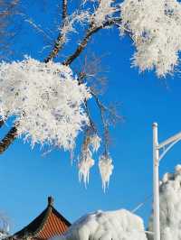 長春冰雪新天地今年有哪些亮點，非來不可！