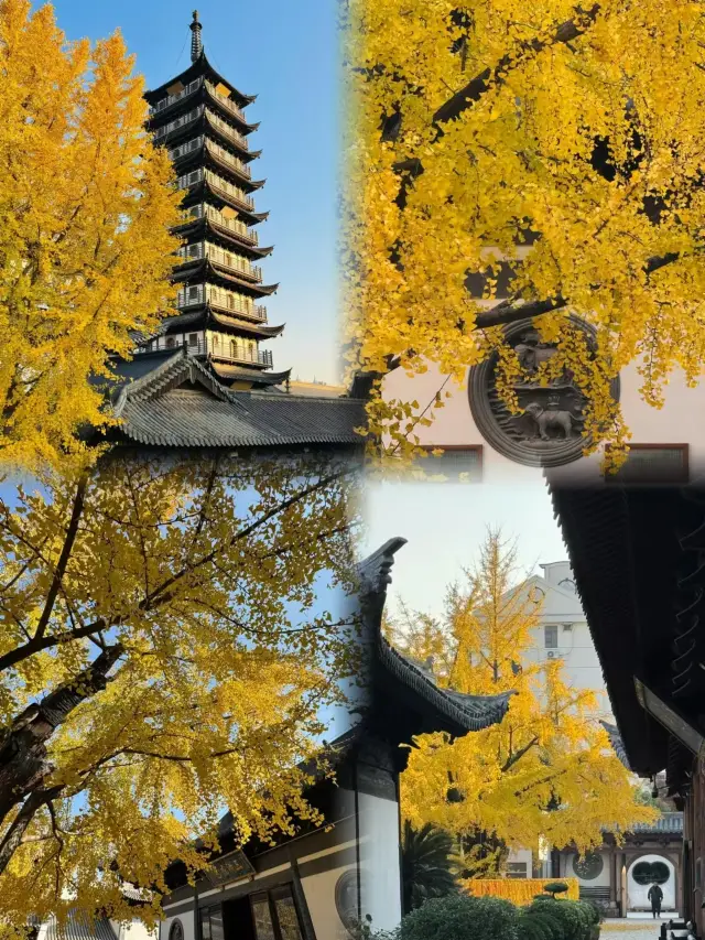 Shanghai travel is not recommended now because it is too beautiful