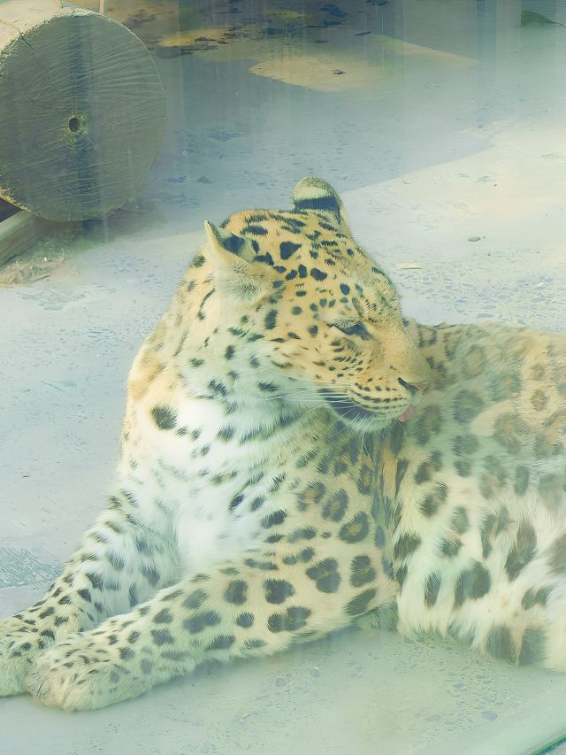 冬季反向遊 | 附平頂山動物園互動遊玩攻略