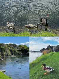 Auckland 的 Lake Pupuke，超驚喜的一日遊