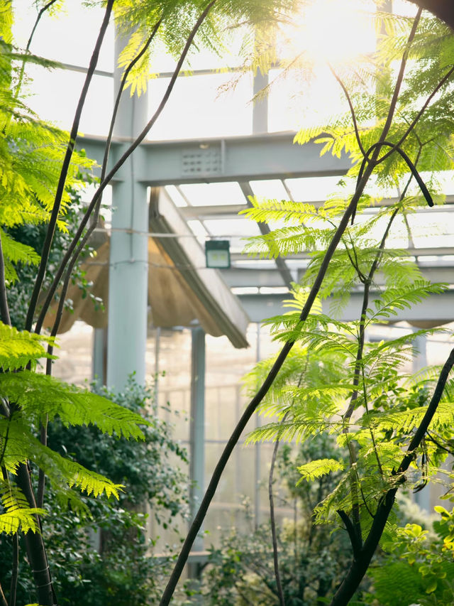 湖南省植物園 | 我好像走進了森林秘境