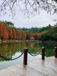 地鐵直達深圳仙湖植物園落羽杉美到附攻略