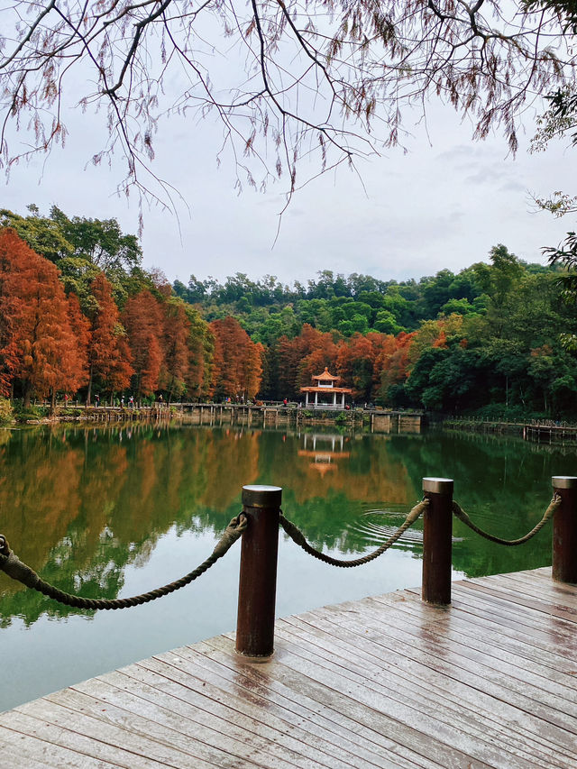 地鐵直達深圳仙湖植物園落羽杉美到附攻略