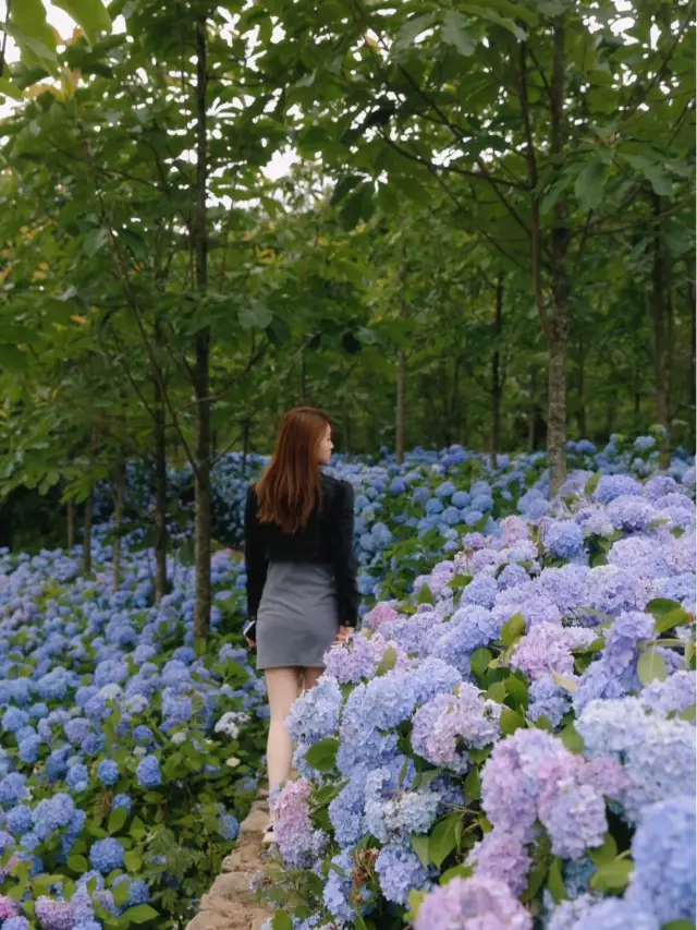 【다저우 사진 촬영】 바산 대협곡·수국 꽃밭