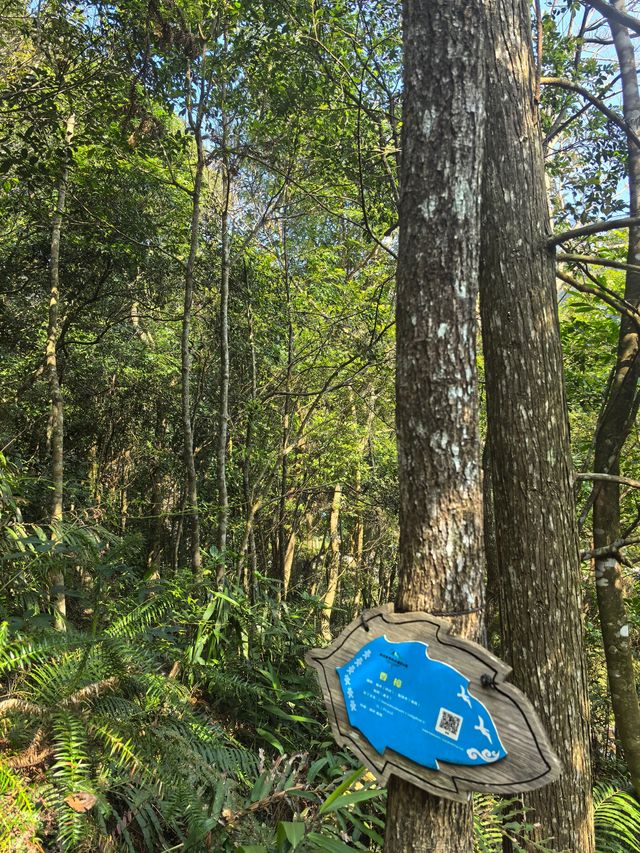 海南熱帶雨林國家公園一一黎母山