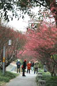 成都-浣花溪公園