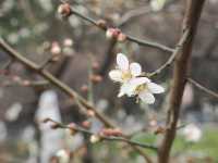 南京古林公園梅花已開，免費景點