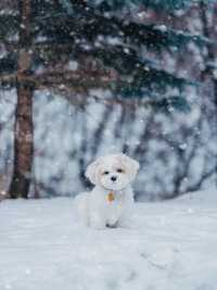 衡山霧凇是南方雪景的天花板