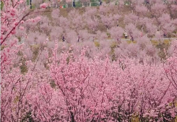 踏春踏青，大地回春，萬物復甦