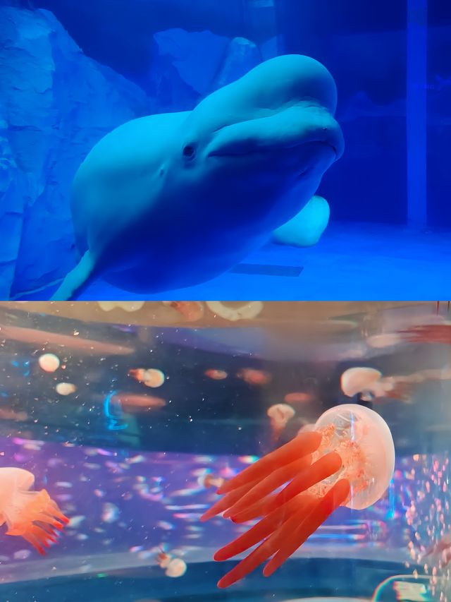 廣州海洋館隱藏著哪些未被大眾發現的海洋秘密？