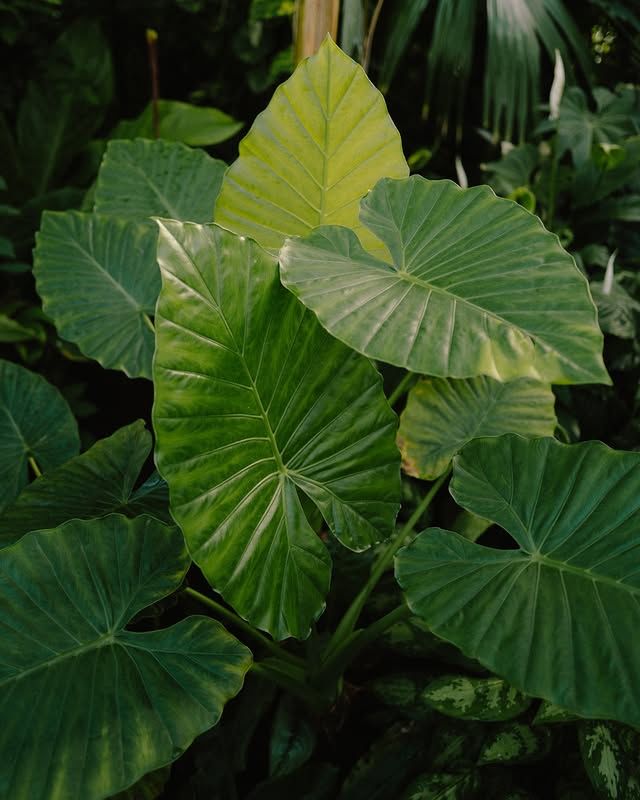 瑞典隆德植物園：在綠意盎然的自然中，放鬆心靈 