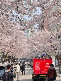 2025首爾的櫻花季了…🌸（附地址）