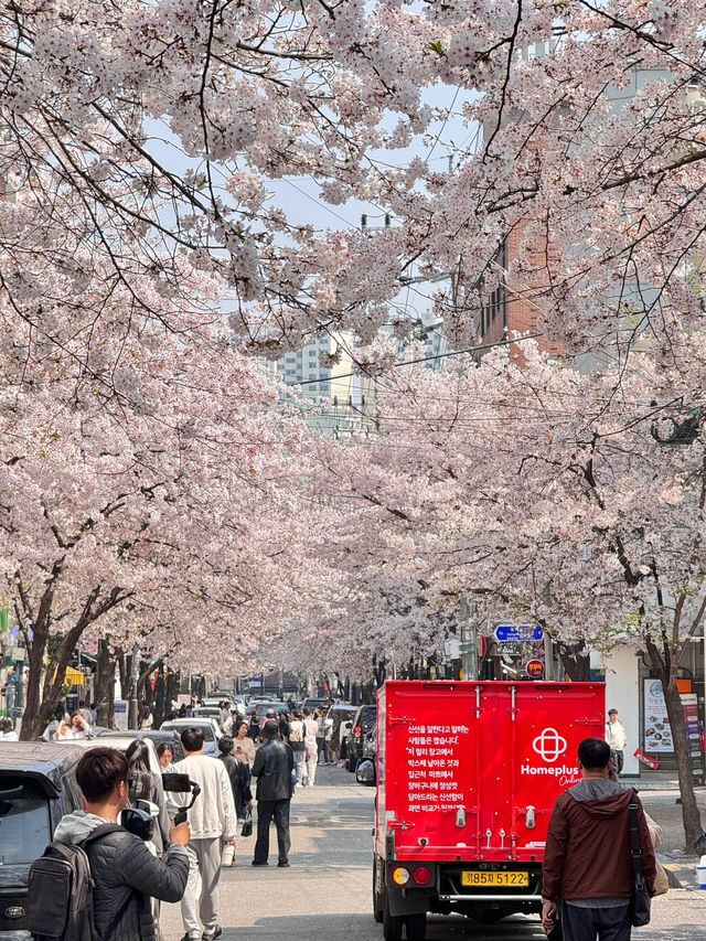 2025首爾的櫻花季了…🌸（附地址）