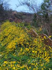 簡陽鰲山公園，春回大地