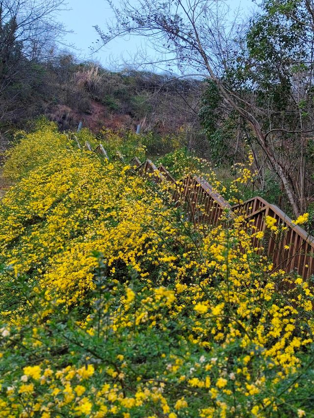 簡陽鰲山公園，春回大地